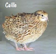 caille
