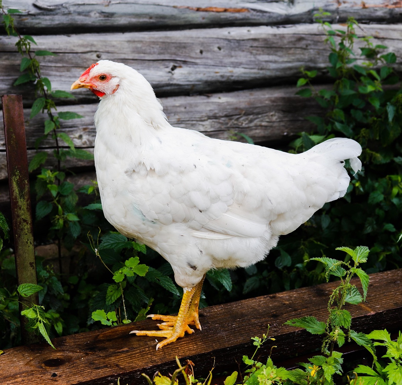 Poulet de grain