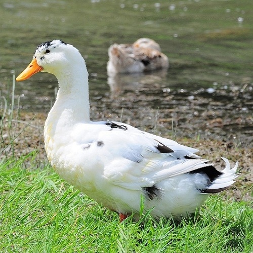 canard mulard