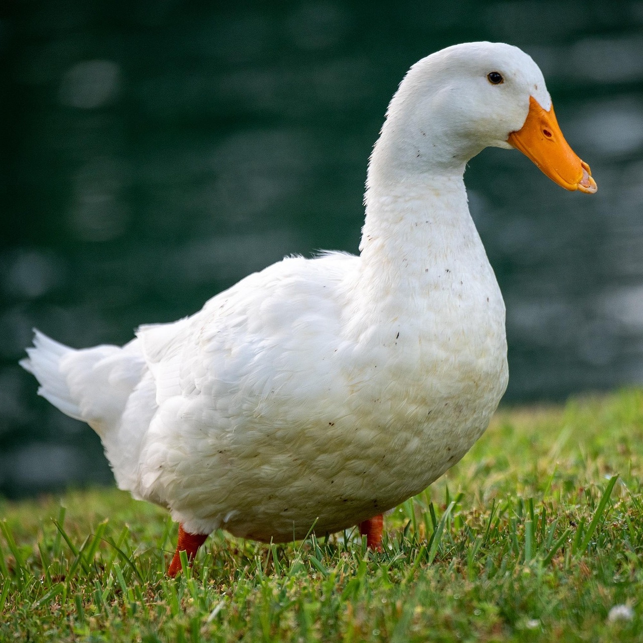 canard de pékin
