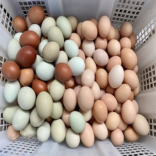 oeuf de poule