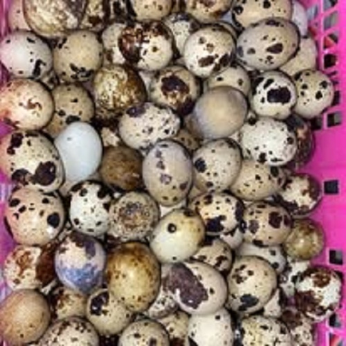 oeuf de caille