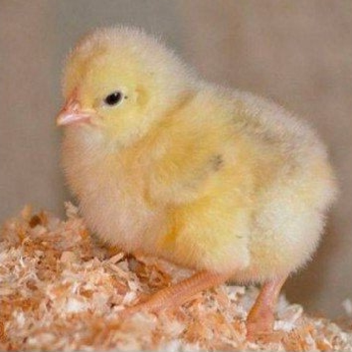 canard mulard
